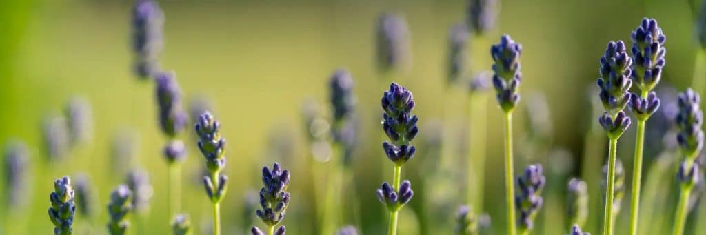 Naturkräuter Lavendel - Header Naturheilkunde Hübschmann